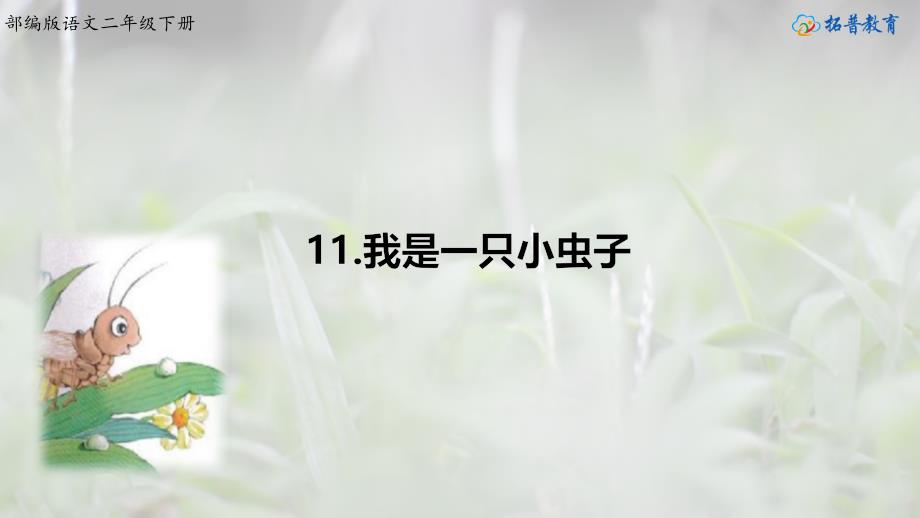 11我是一只小虫子 (2)_第1页