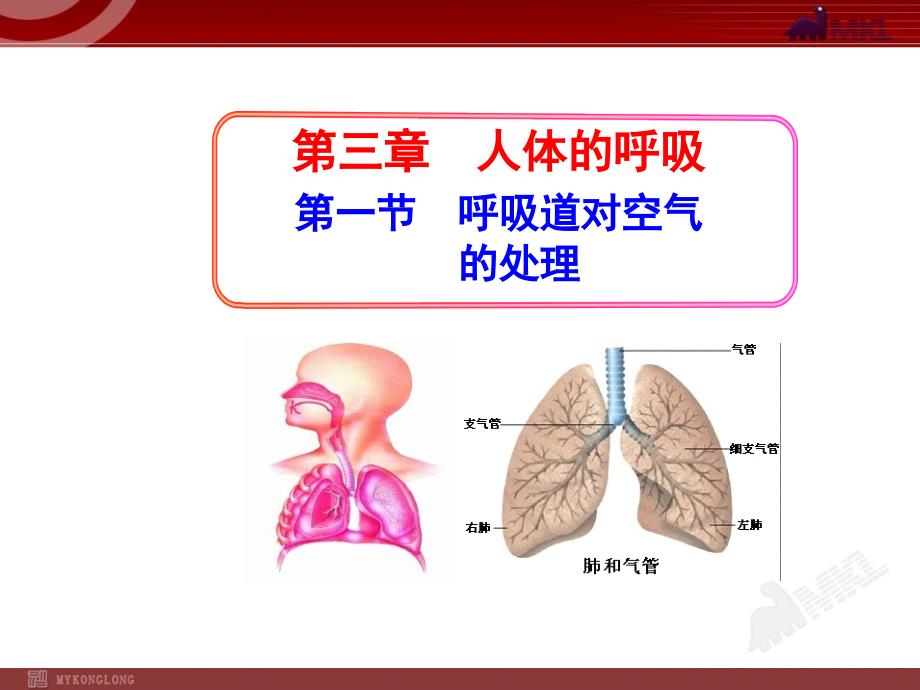 第一节呼吸道对空气的处理_第1页