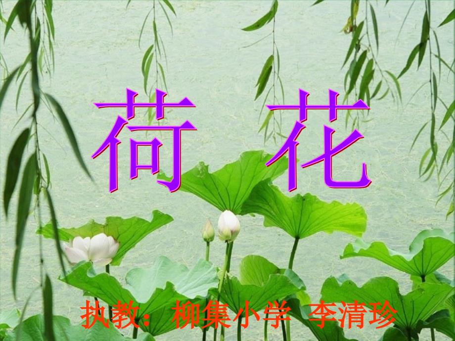 语文苏教版三年级下册12.《荷花》第一课时课件_第1页