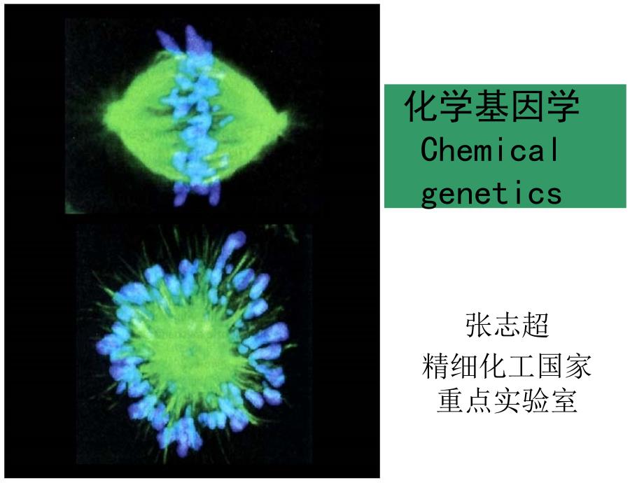 化学基因学Chemicalgenetics_第1页