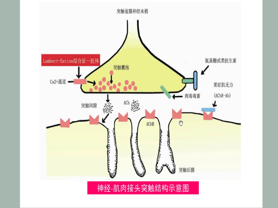 神经—肌接头的兴奋传递与有机磷农药中毒的治疗课件_第1页