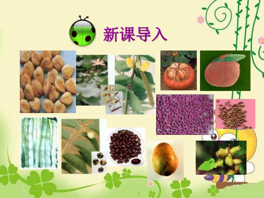 《种子植物》课件_第1页