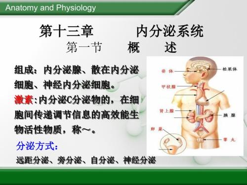 chapter13 正常人體內(nèi)分泌系統(tǒng)