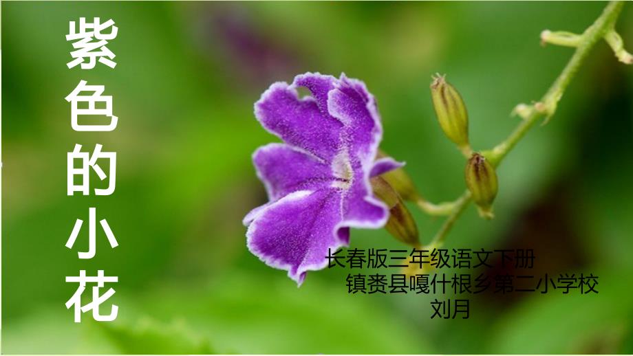 紫色的小花 (2)(精品)_第1页