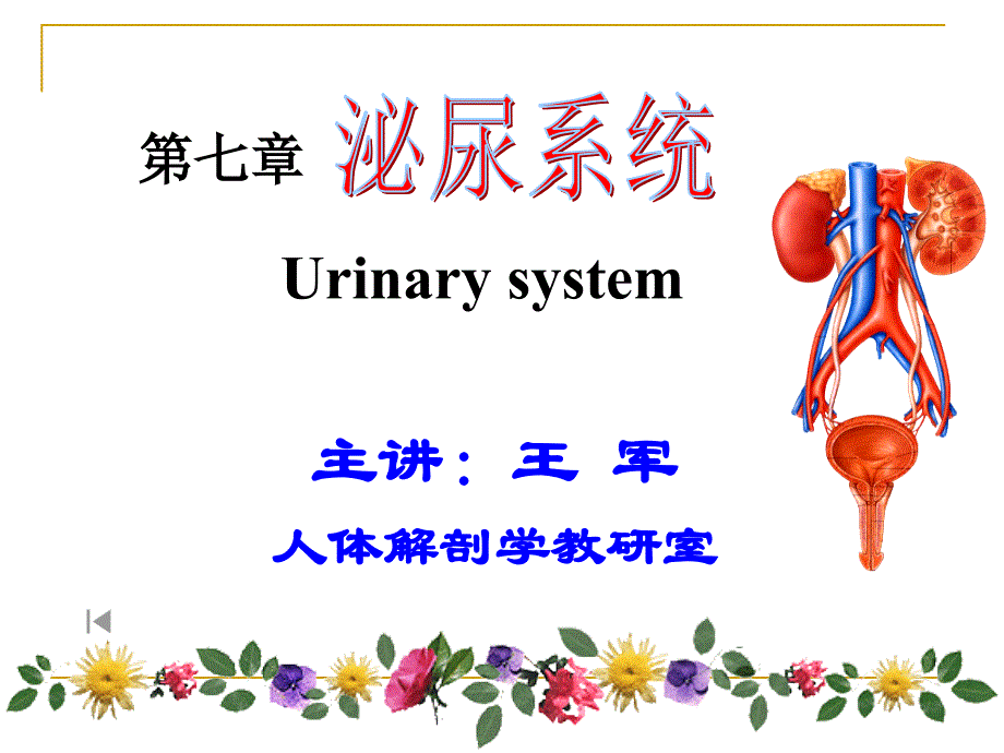 泌尿系統(tǒng)及男性生殖系統(tǒng)_第1頁