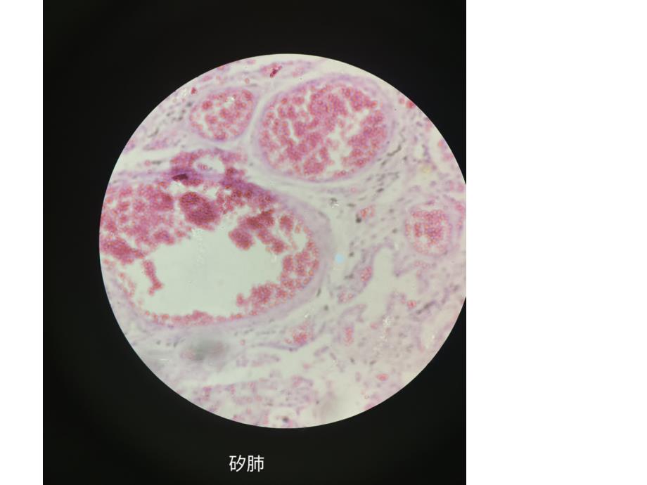 动物病理切片课件_第1页