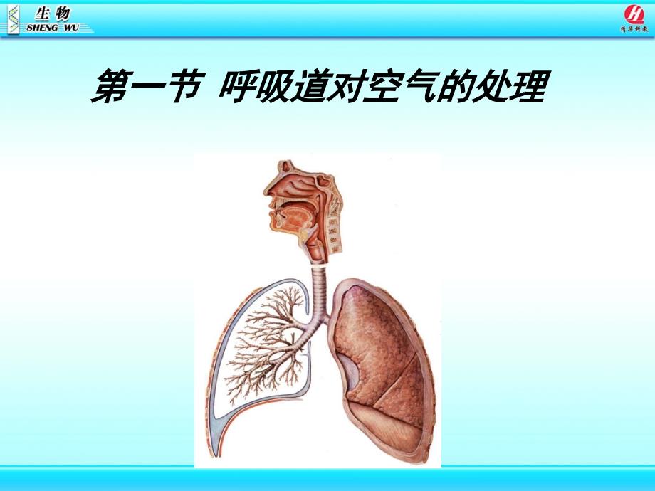 likun呼吸道對空氣的處理課件_第1頁