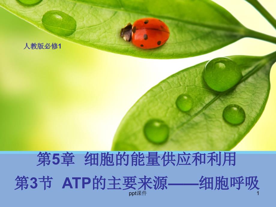 ATP的主要来源——细胞呼吸(人教版必修)--课件_第1页