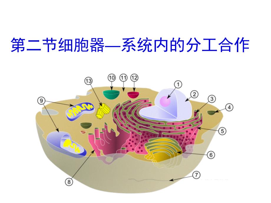 《细胞器——系统内的分工合作》(共48张PPT)_第1页