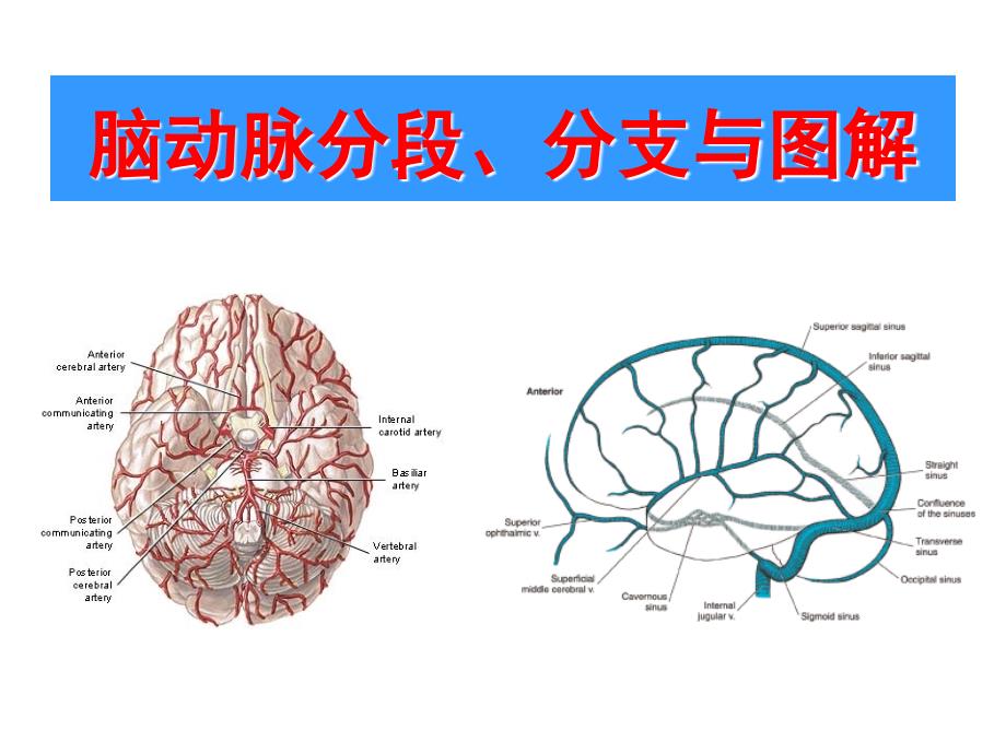 (精品)脑动脉分段、分支与图解_第1页