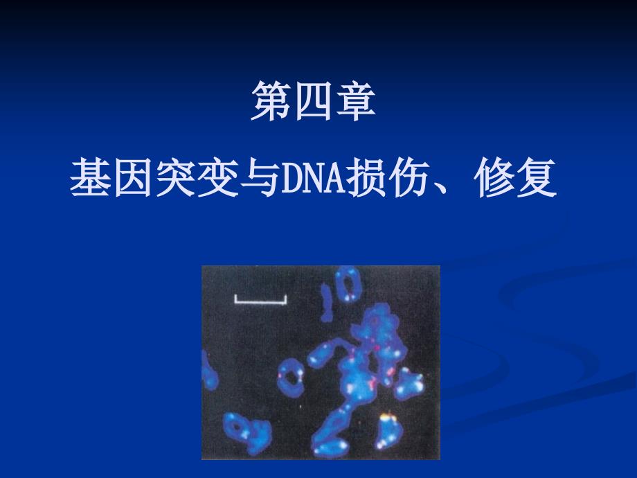 基因突变与DNA的损伤及_第1页