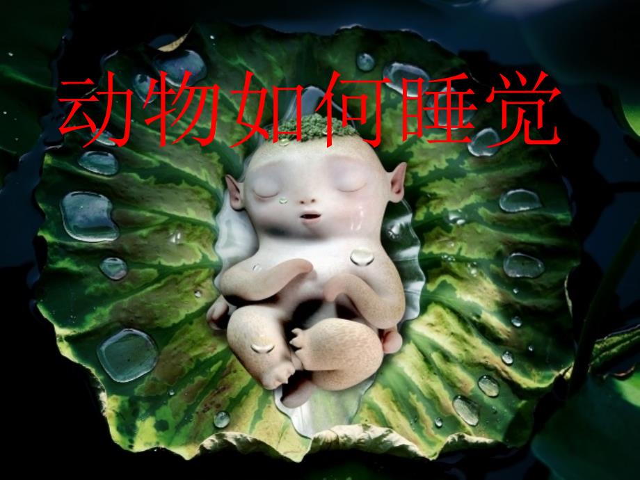 动物如何睡觉(幼儿园大班)定稿_第1页