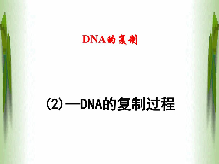 DNA的复制——过程_第1页