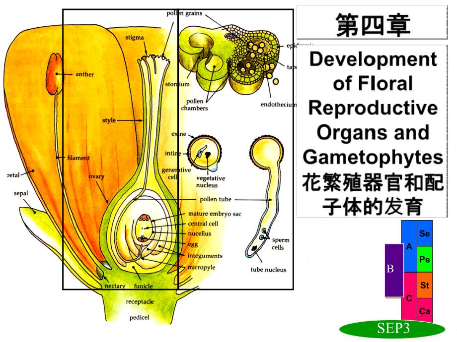 植物繁殖器官与雌雄配子体发育_第1页