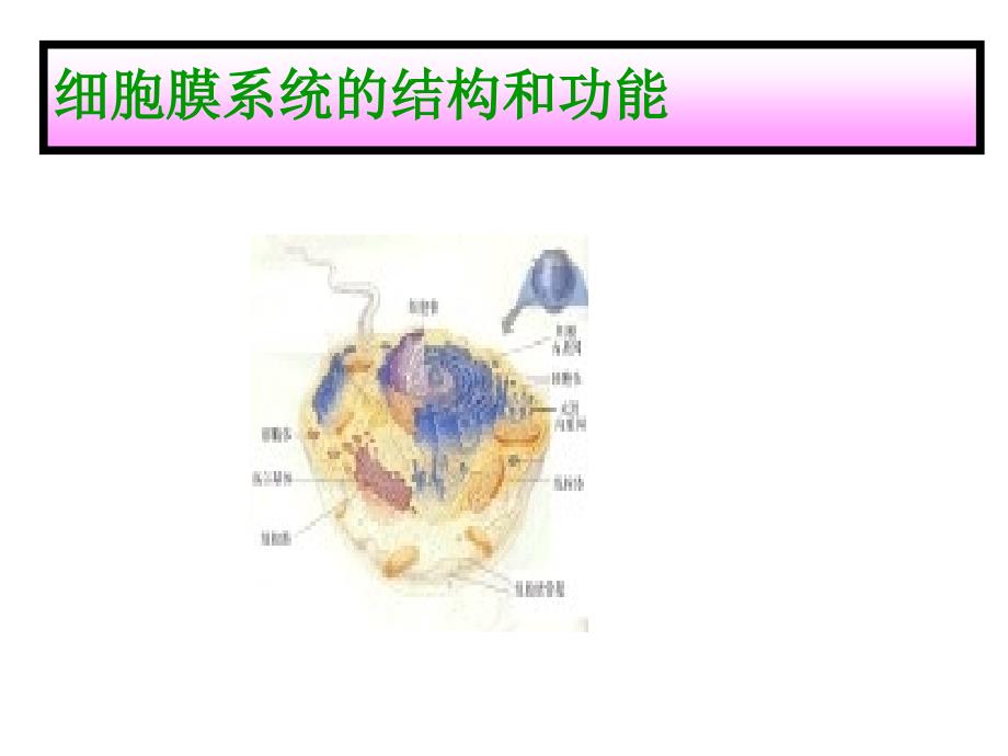 細胞膜系統(tǒng)的結構_第1頁