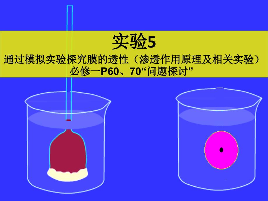 通过模拟实验探究膜的透_第1页