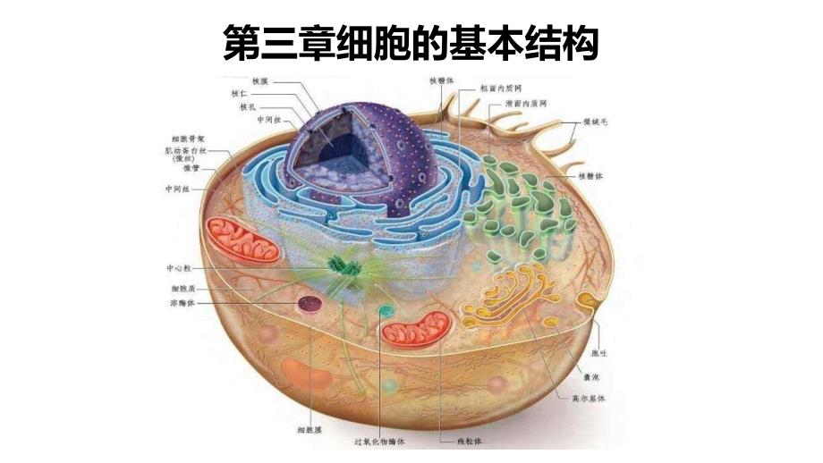 《细胞膜的结构和功能》ppt高中生物人教版课件_第1页