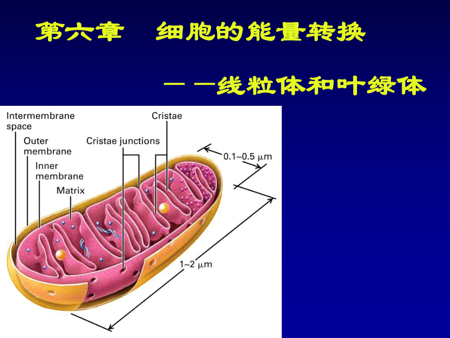 第六章線粒體和葉綠體_第1頁