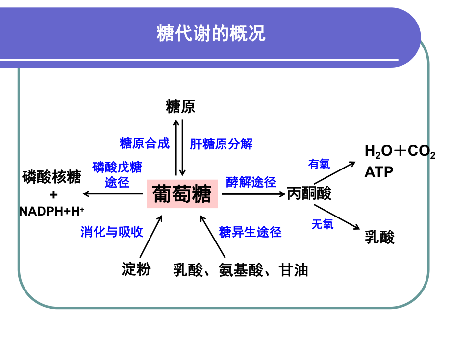 糖代谢途径图解图片