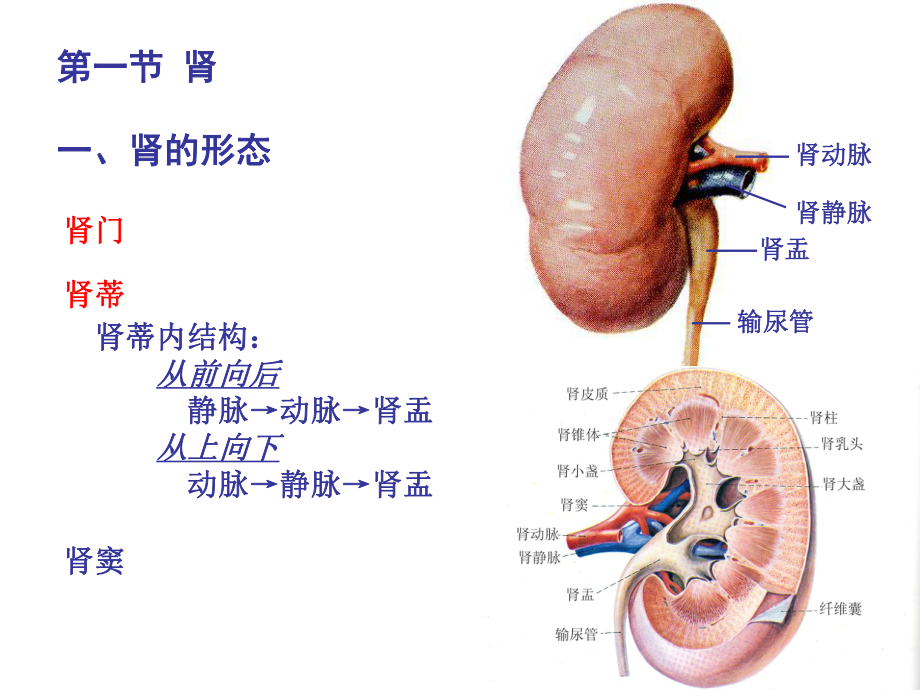 人体解剖学泌尿系统