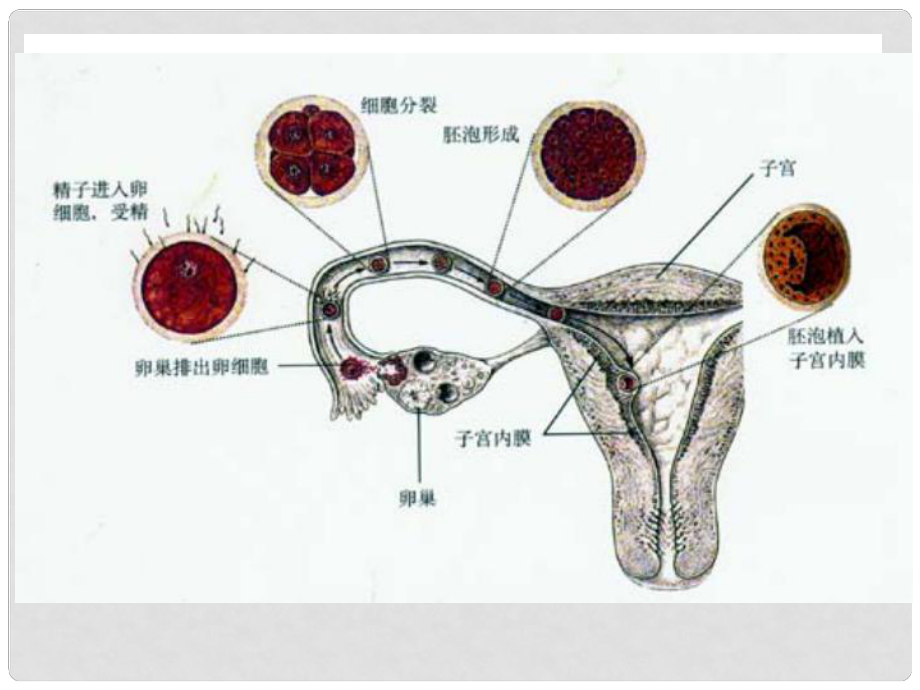 七年級科學(xué)下冊 1.1《新生命的誕生》（第2課時）課件 浙教版.ppt_第1頁