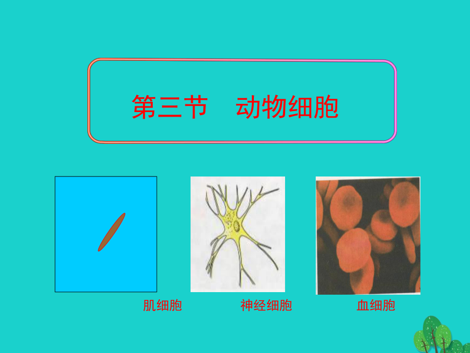 七年级生物上册213动物细胞课件新版新人教版_第1页