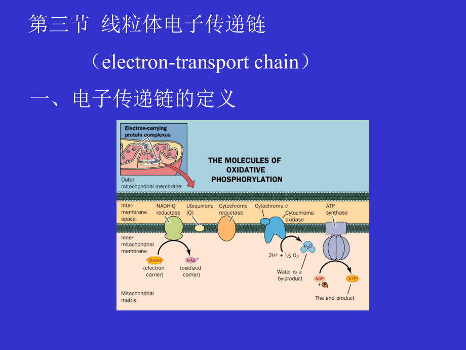 生物化學(xué)：第10章 生物能學(xué)與生物氧化第03節(jié)-1_第1頁(yè)