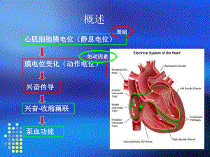 心肌细胞膜电位(静息电位)膜电位变化(动作电位)