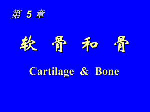 組織與胚胎學(xué)課件：05 軟骨和骨