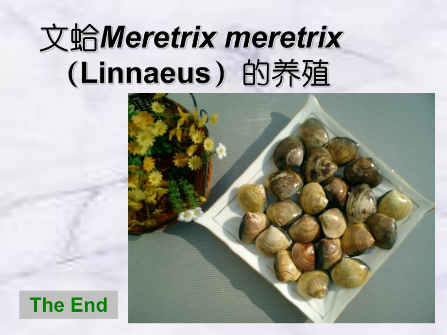 文蛤Meretrix meretrix （Linnaeus）的养殖The End_第1页