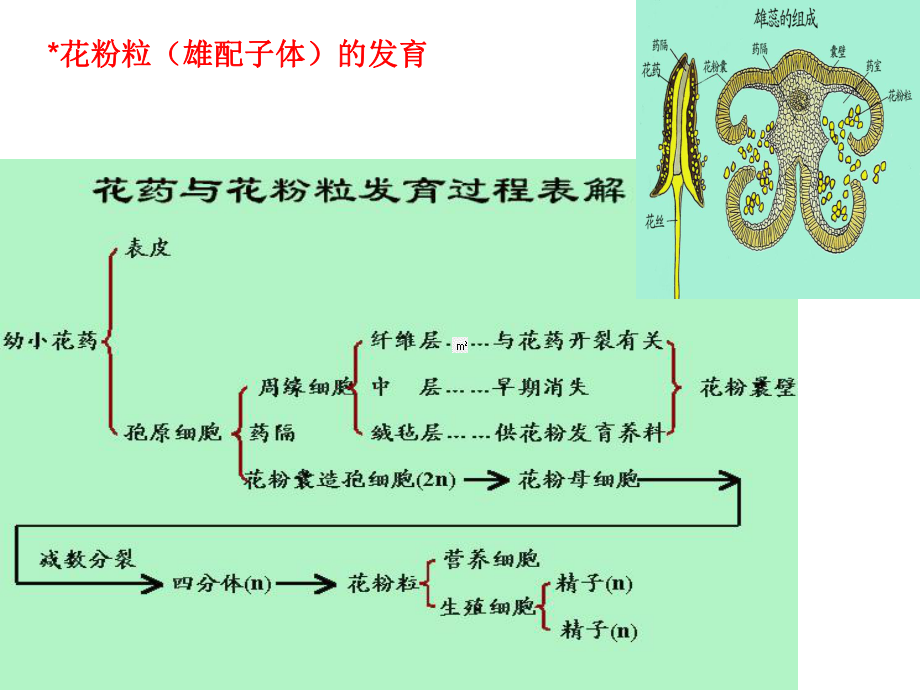 医学课件药用植物学果实种子_第1页