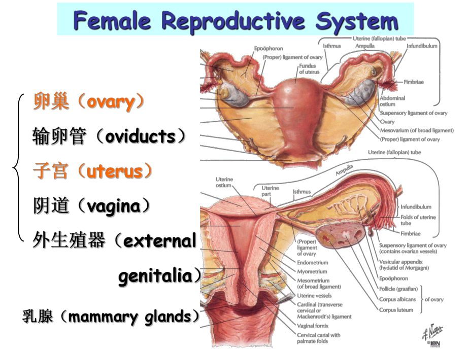 组织学与胚胎学：第19章 女性生殖系统_第1页