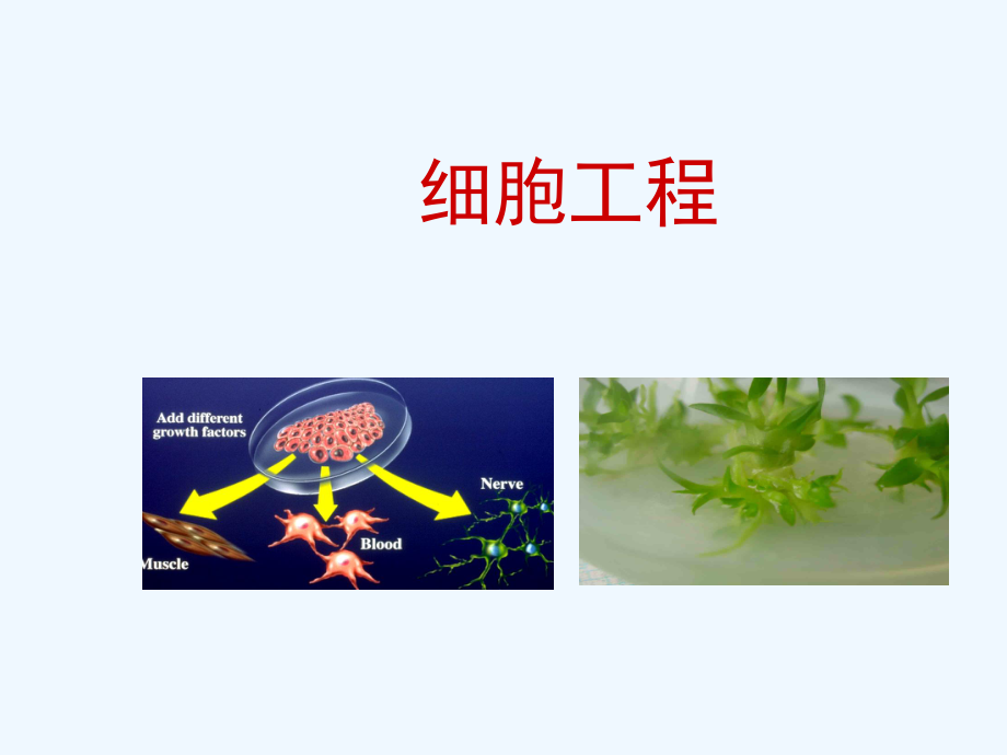 優(yōu)質(zhì)公開課 植物細胞工程課件_第1頁