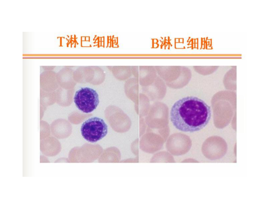 医学免疫学:免疫细胞之二:t细胞和b细胞