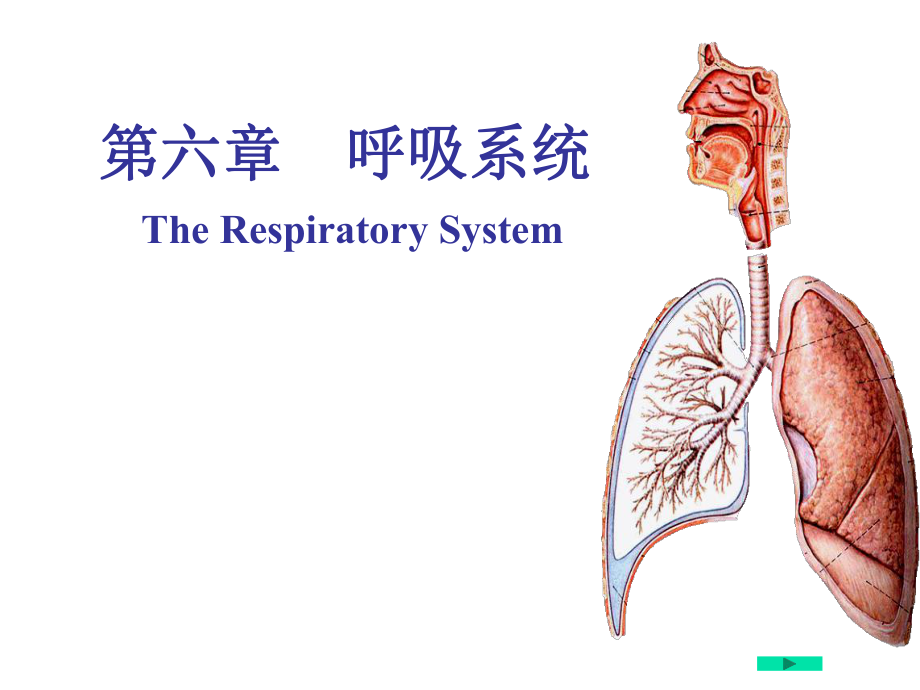 系统解剖学：第六章呼吸系统_第1页