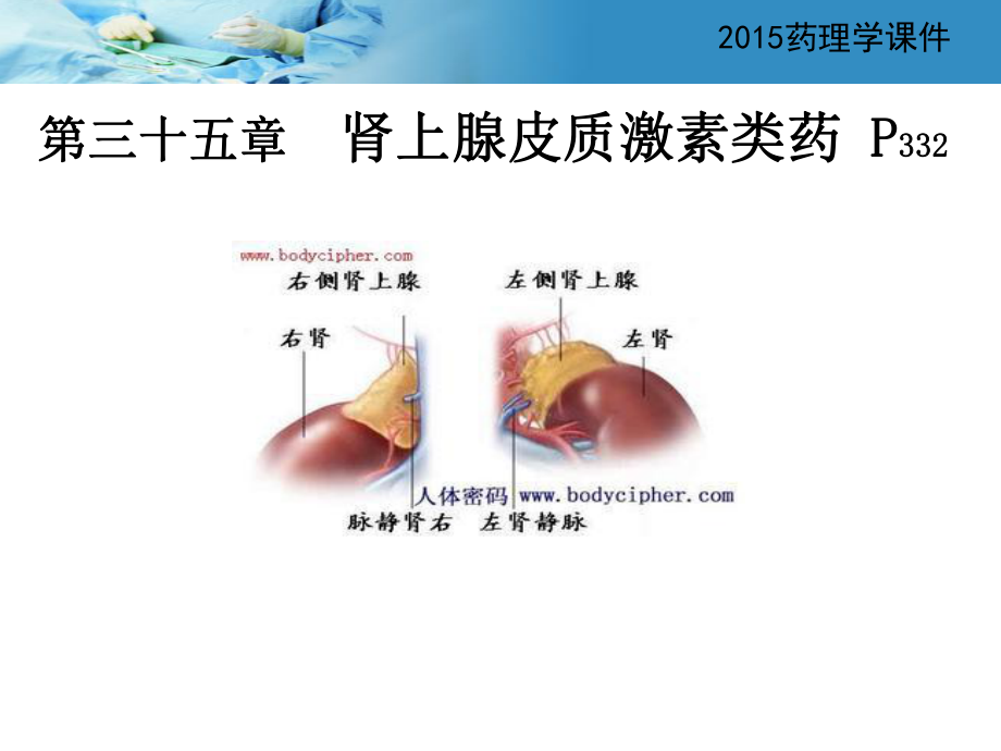 藥理學課件：第三十五章腎上腺皮質激素類藥_第1頁