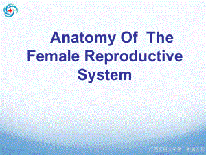 妇科学教学课件：Anatomy Of The Female Reproductive System