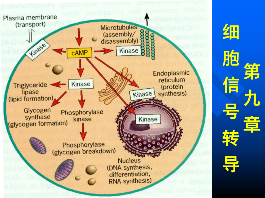 細(xì)胞生物學(xué)概論：第九章 細(xì)胞信號(hào)轉(zhuǎn)導(dǎo)_第1頁(yè)