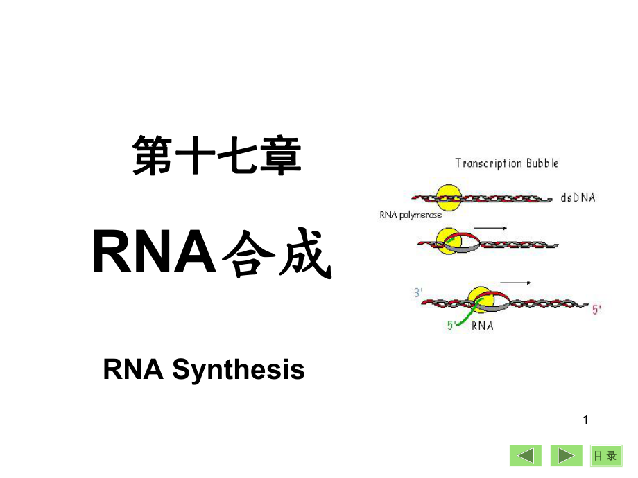 生物化學(xué)課件：第17章 RNA生物合成_第1頁(yè)