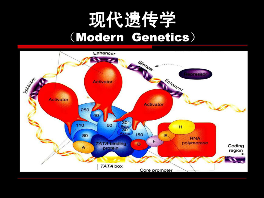 遺傳學(xué)第一章 經(jīng)典遺傳學(xué)的誕生_第1頁