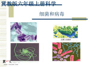 5《細菌和病毒》課件