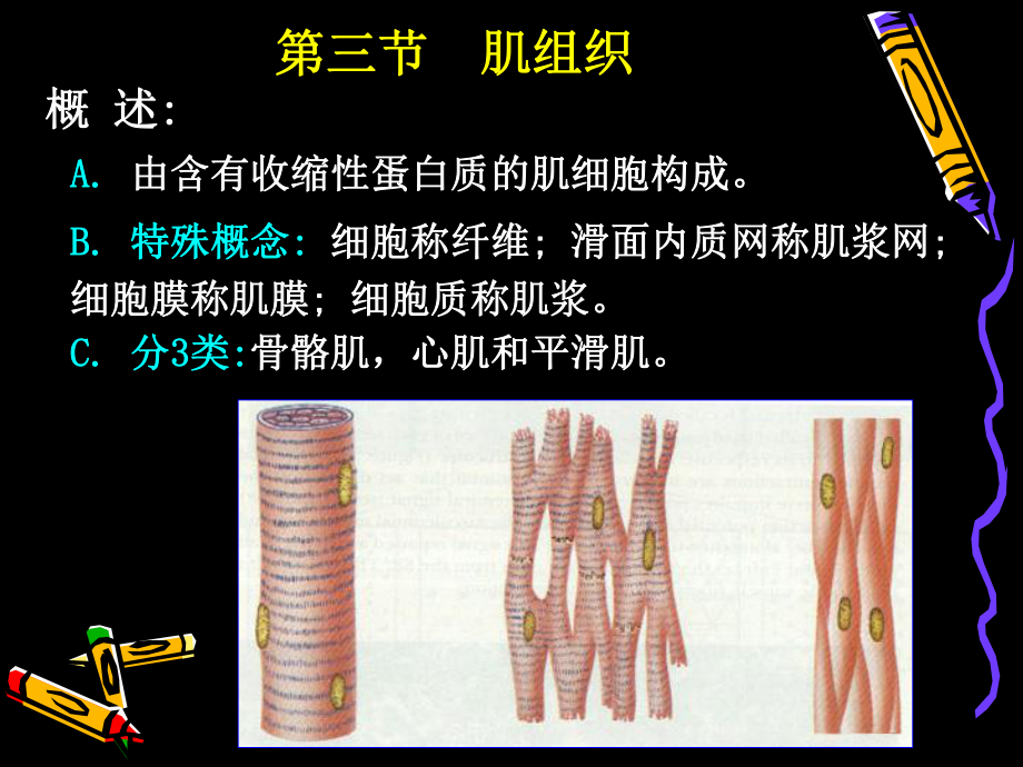 (人體結(jié)構(gòu)學(xué))二 基本組織 肌組織_第1頁