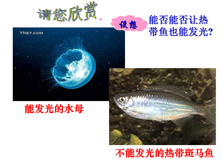 高中生物必修二基因工程及其應(yīng)用_第1頁(yè)