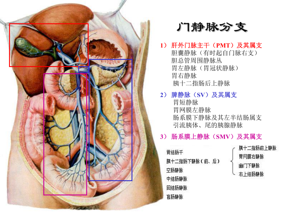 腹部血管解剖_第1页