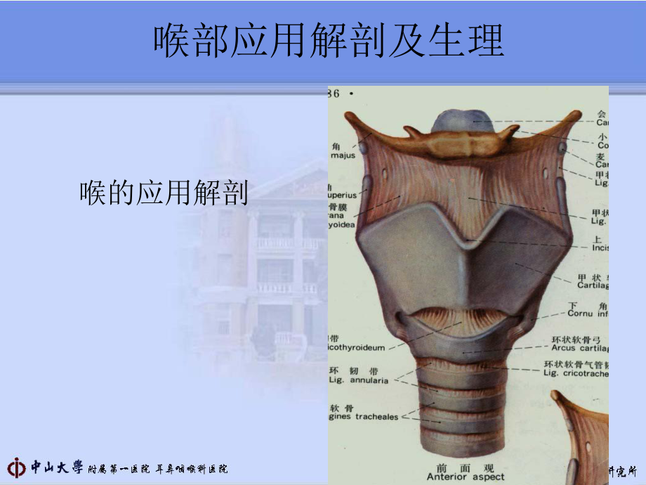 外科學課件喉部應用解剖及生理