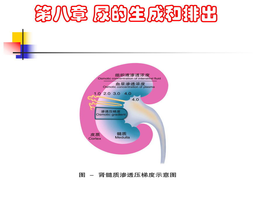 生理学课件：第八章 尿的生成和排出_第1页