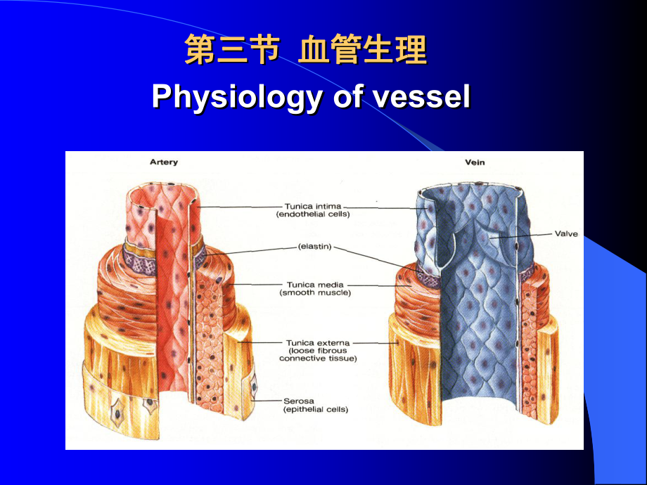 生理學(xué)課件：第四章 血液循環(huán)3_第1頁