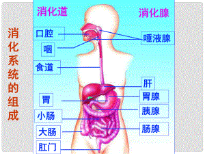 七年級(jí)生物下冊(cè) 第2單元 第1章 第3節(jié) 營(yíng)養(yǎng)物質(zhì)的吸收和利用課件 （新版）冀教版.ppt