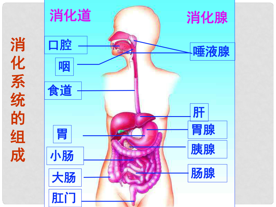 七年級生物下冊 第2單元 第1章 第3節(jié) 營養(yǎng)物質的吸收和利用課件 （新版）冀教版.ppt_第1頁