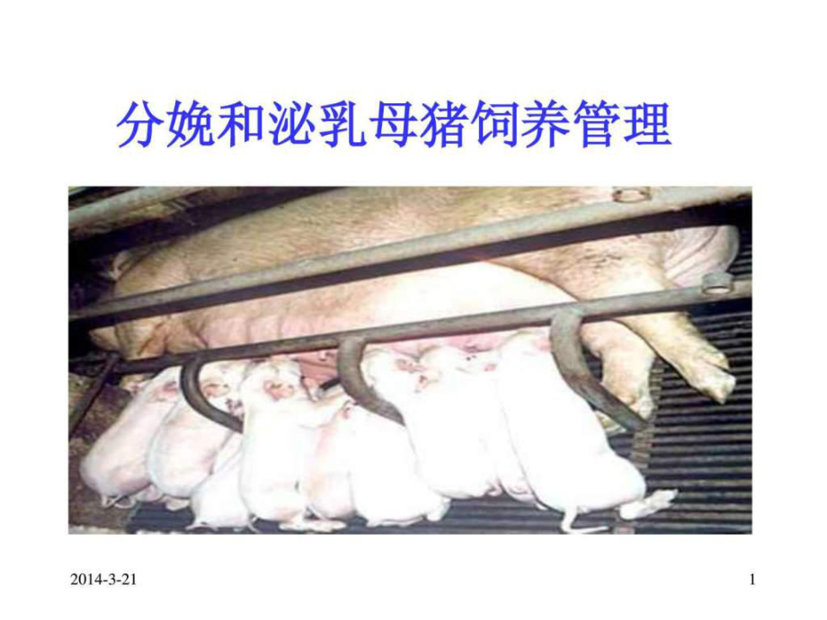 母猪分娩与泌乳ppt课件_第1页